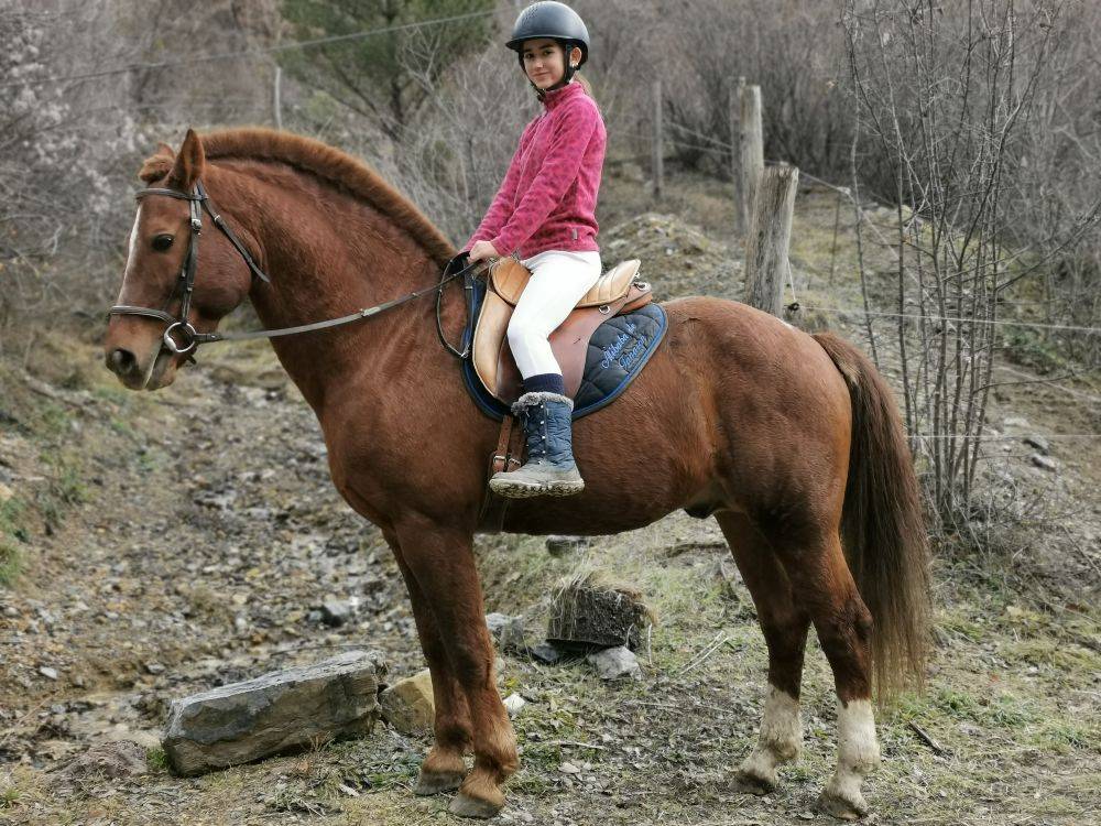 Saillie par magnifique &eacute;talon Franches-Montagnes