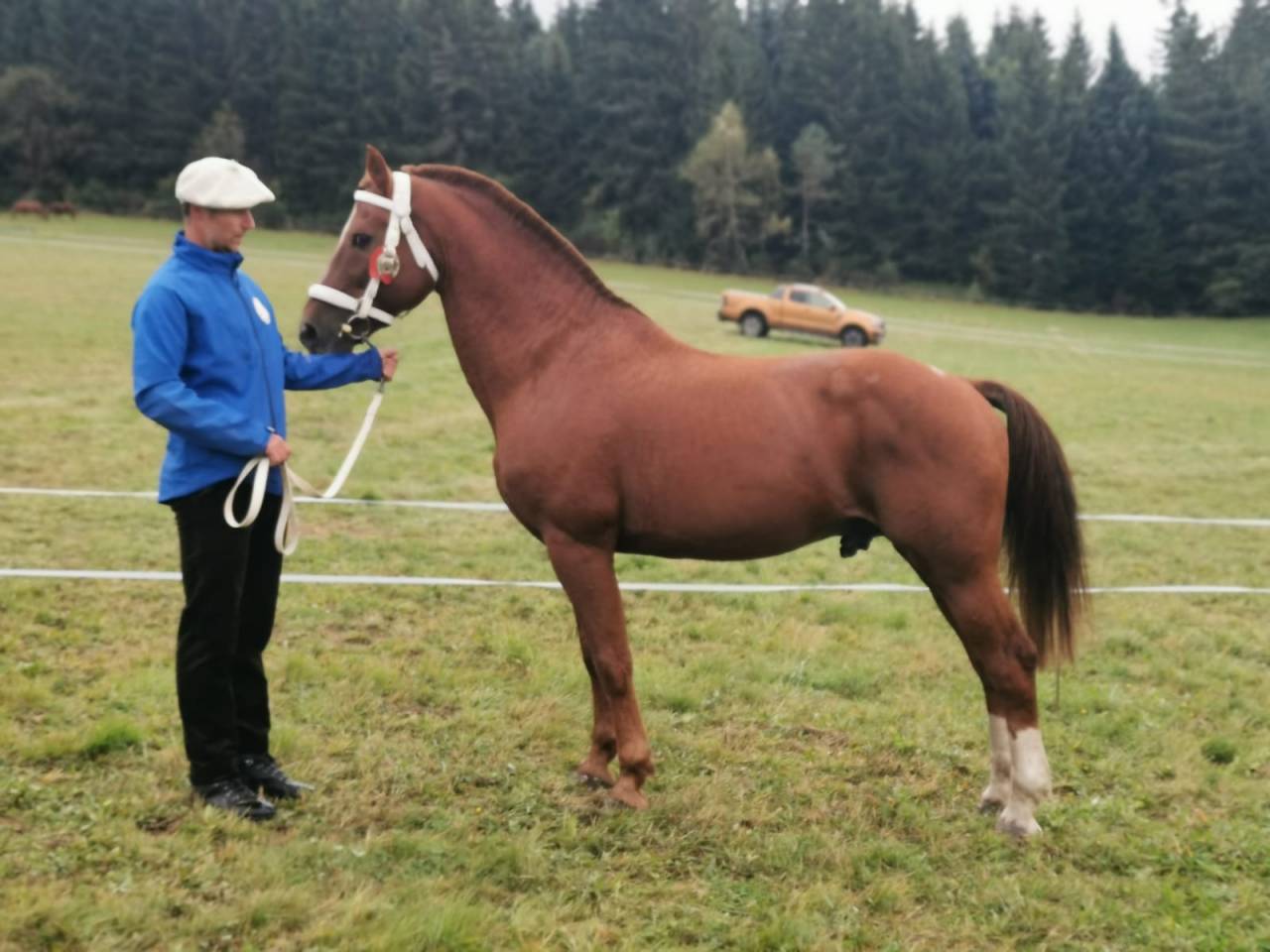 Saillie par magnifique &eacute;talon Franches-Montagnes