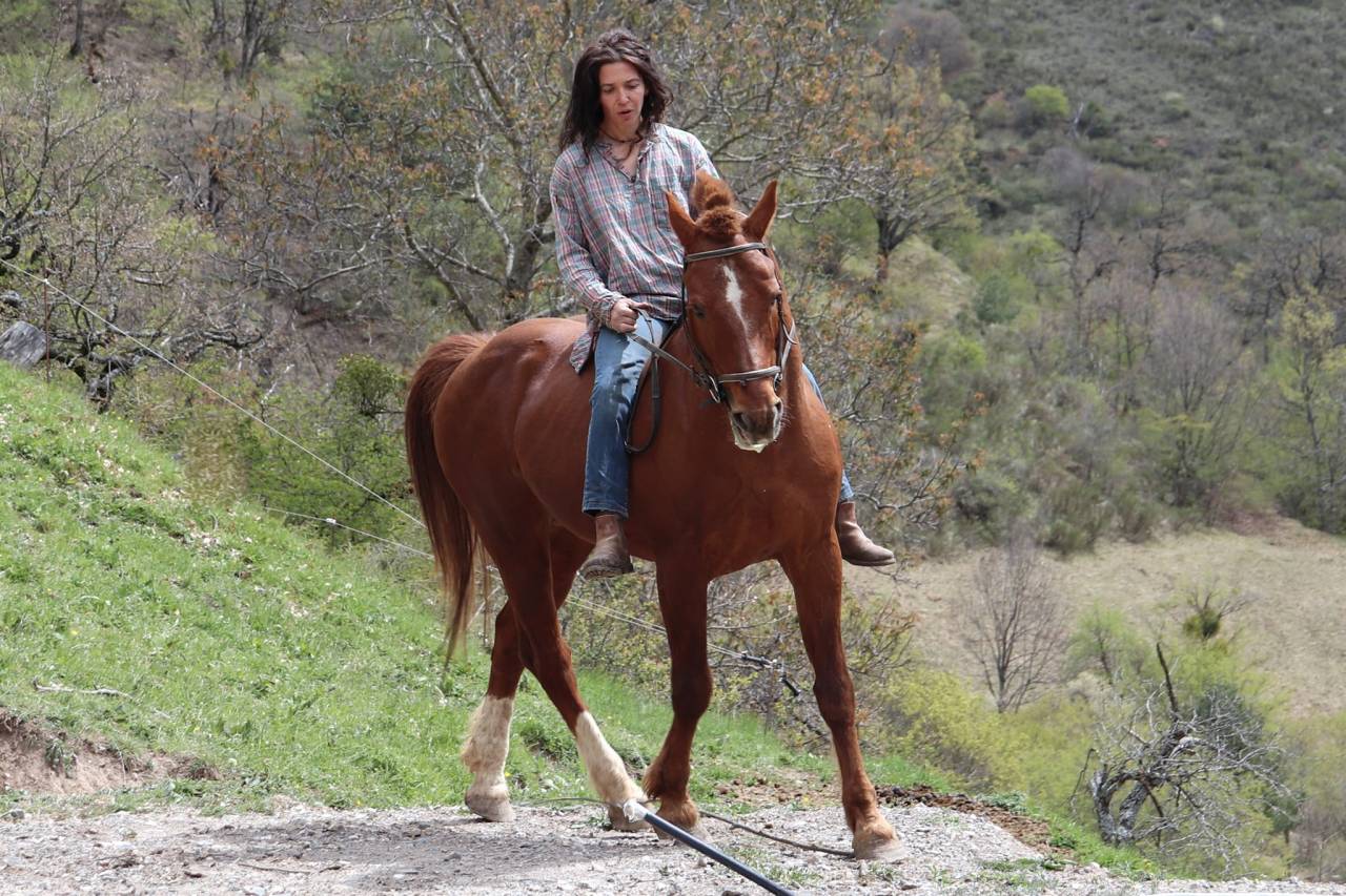 Saillie par magnifique &eacute;talon Franches-Montagnes