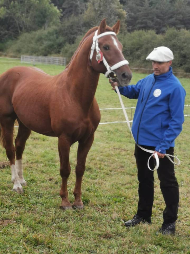 Saillie par magnifique &eacute;talon Franches-Montagnes
