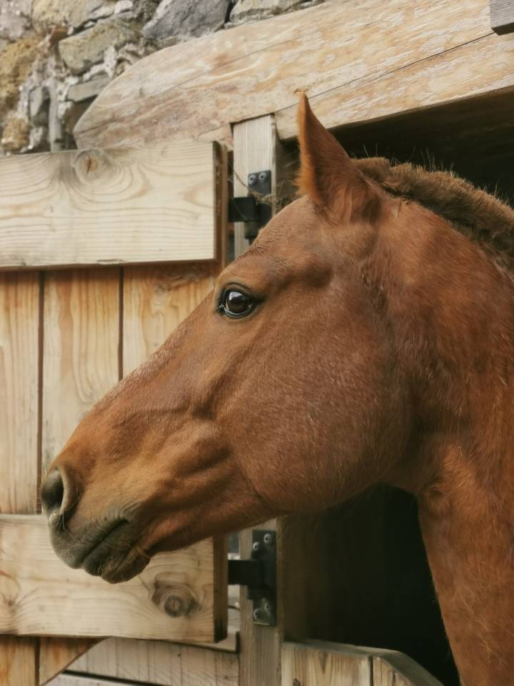 Saillie par magnifique &eacute;talon Franches-Montagnes