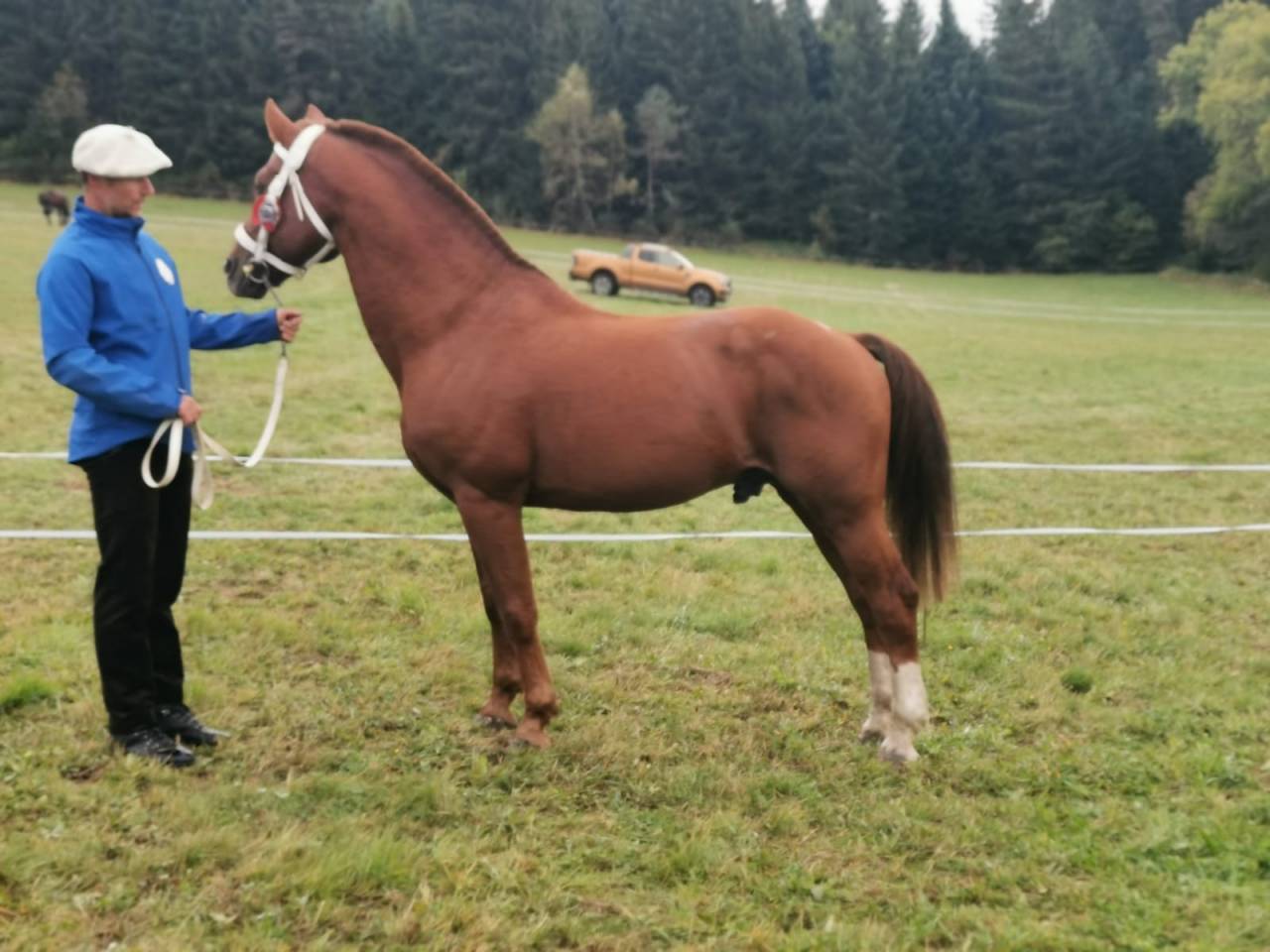 Saillie par magnifique &eacute;talon Franches-Montagnes