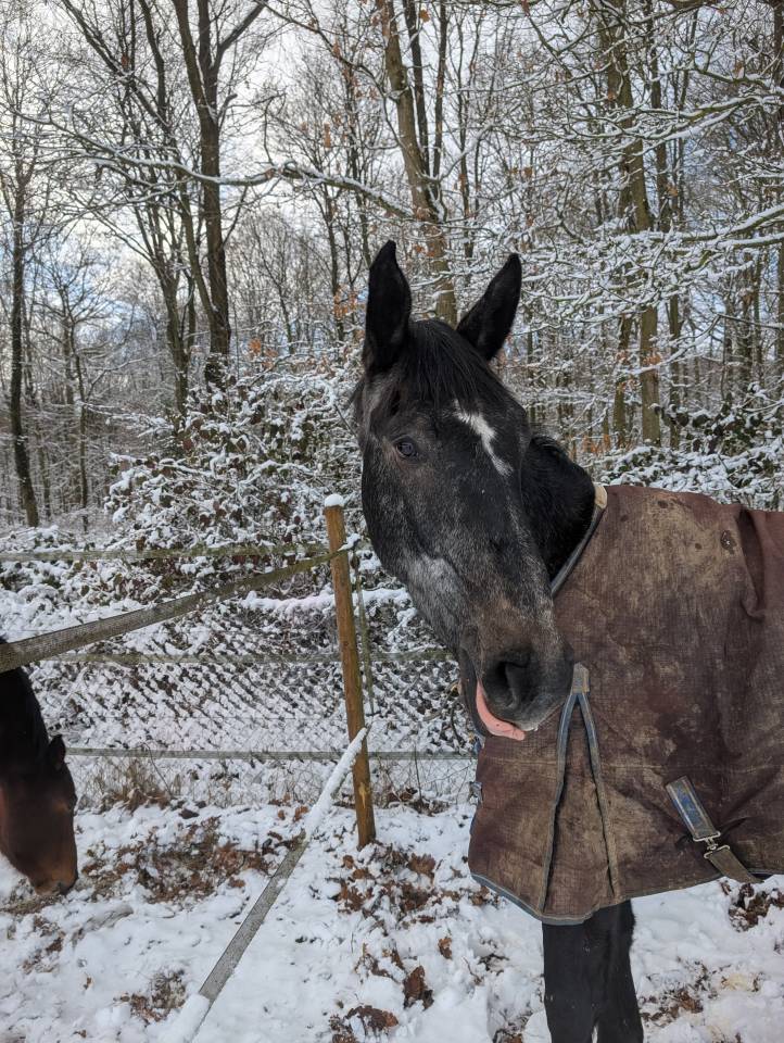 Grand Hongre 4 ans mini 130