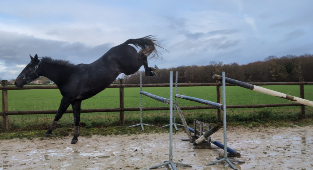 Grand Hongre 4 ans mini 130