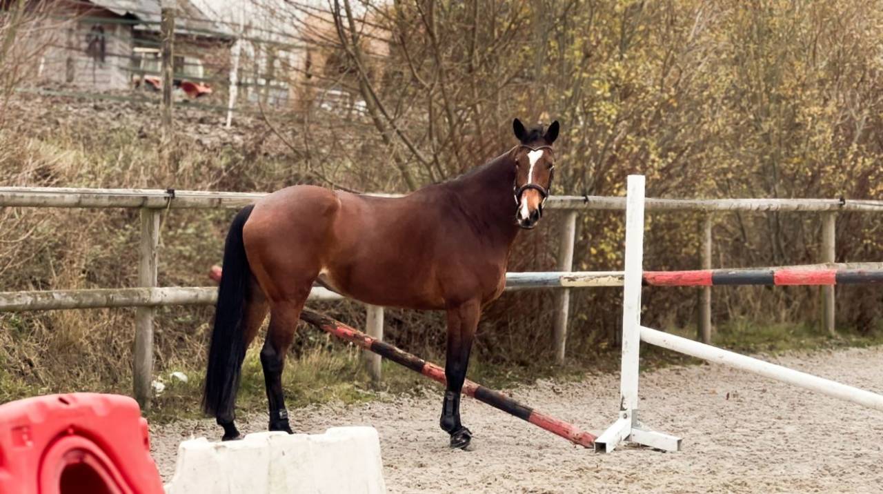 Jument selle fran&ccedil;ais 6 ans