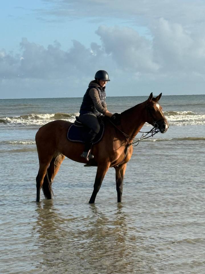 Jument selle fran&ccedil;ais 6 ans