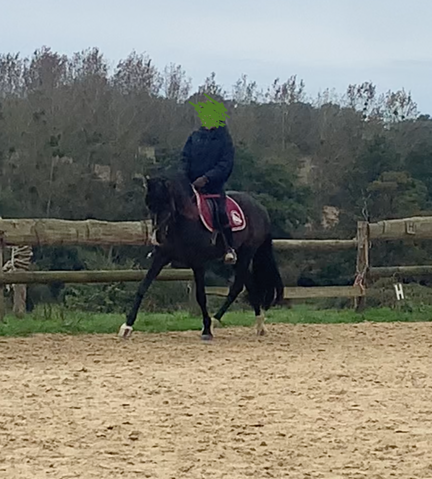 Lusitanien CSO/Dressage VENTE OU DP 