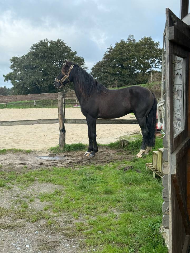 Lusitanien CSO/Dressage VENTE OU DP 