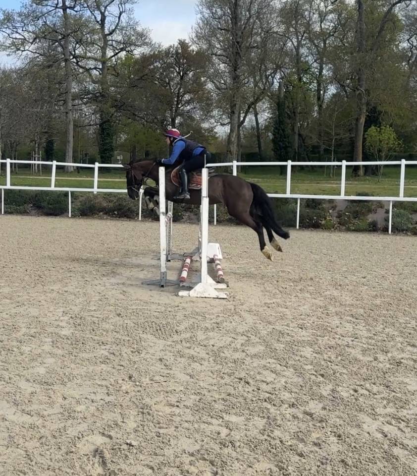 Superbe Lusitanien CSO