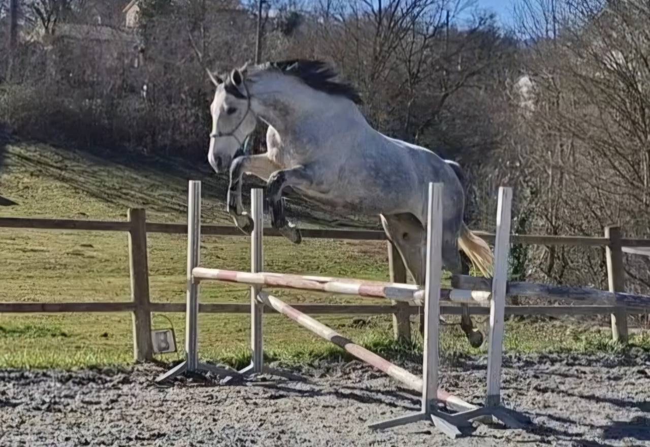 Jument polyvalente Pur sang