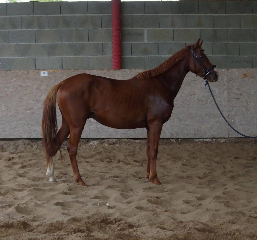 Cheval OC 5 ans