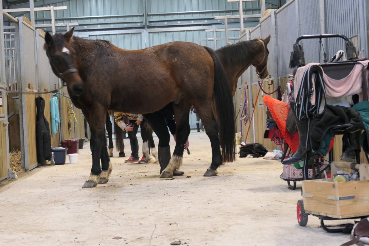 pension chevaux familliale