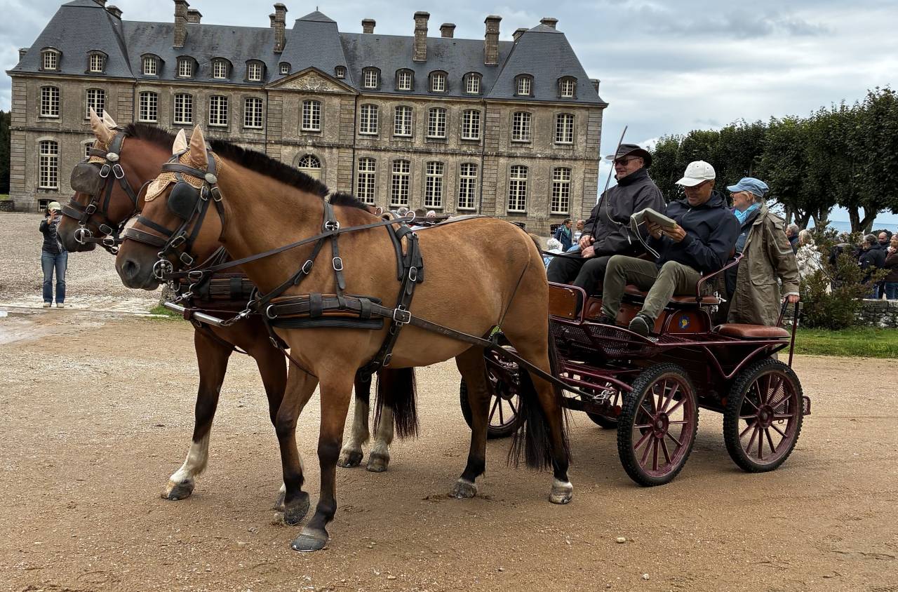 Henson - hongre, 9 ans. 