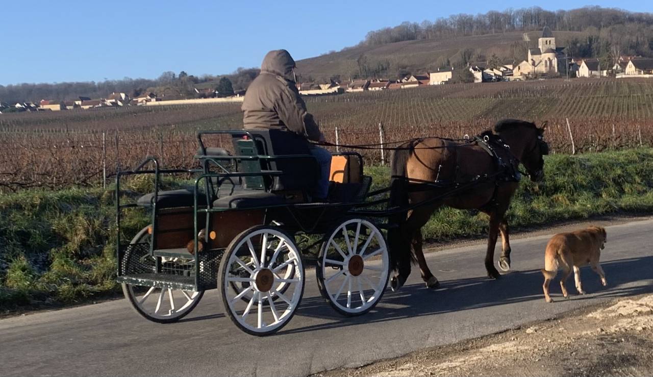 Henson - hongre, 9 ans. 