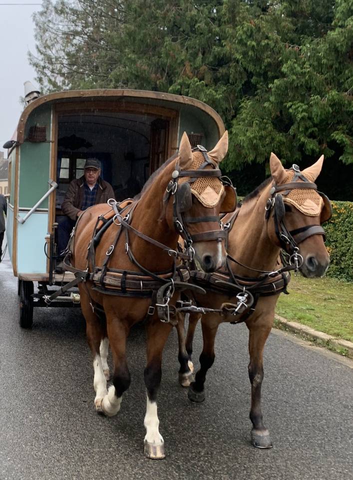Henson - hongre, 9 ans. 