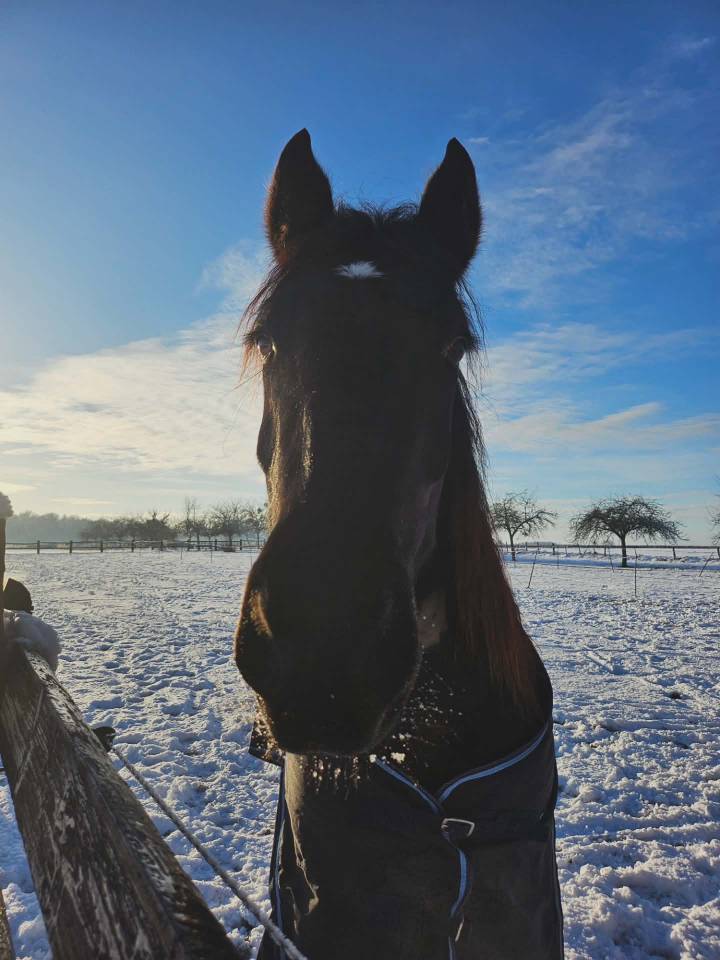 Demi-trait boulonnais