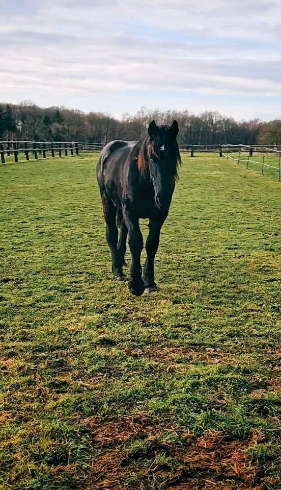 Demi-trait boulonnais