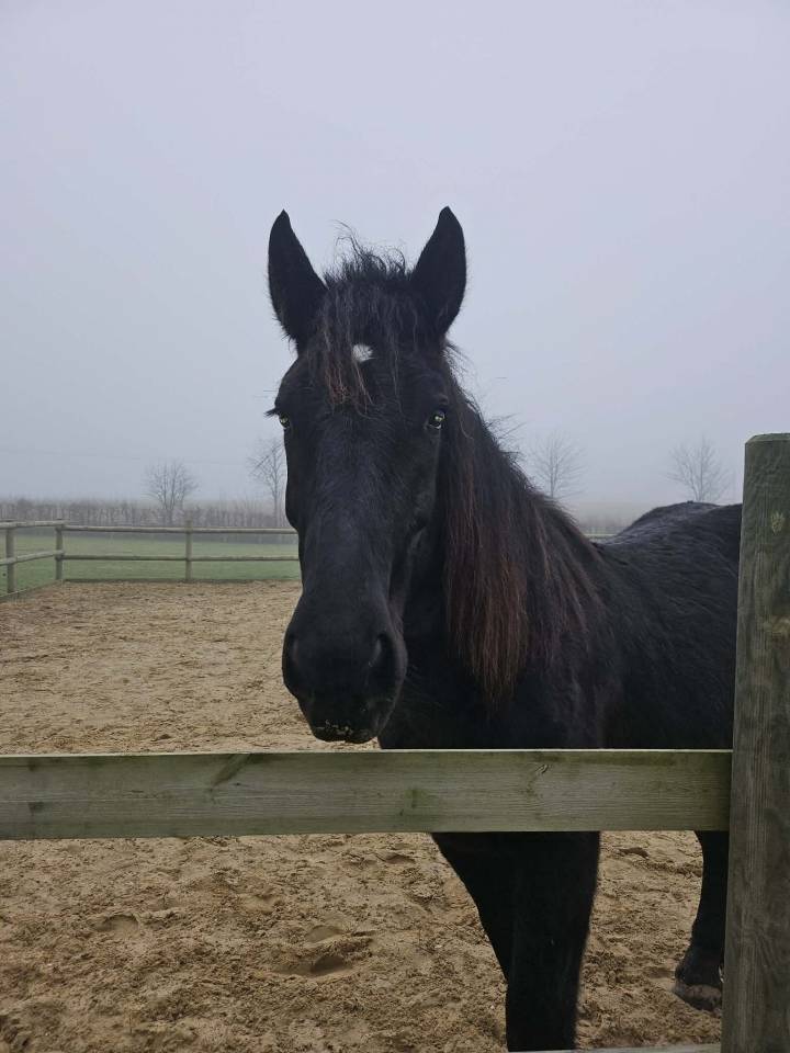 Demi-trait boulonnais