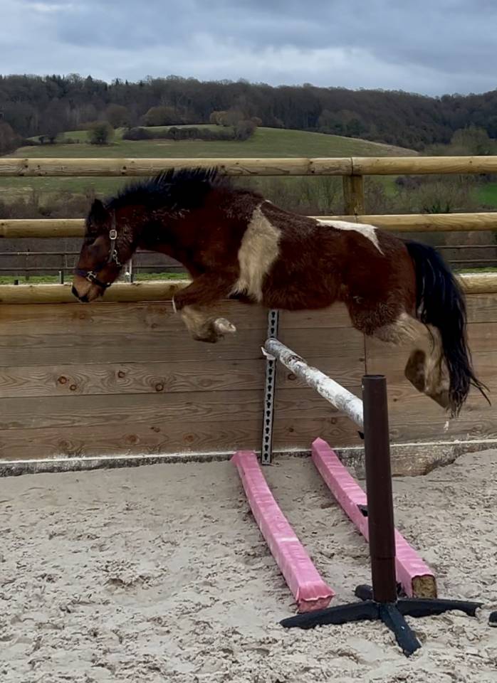 PONEY B PP 5 ans D&eacute;bourr&eacute;