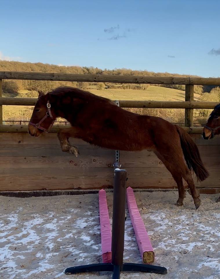 PONEY B - 1m27 - 5 ans 