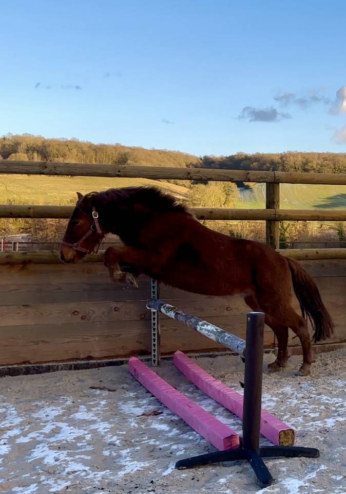 PONEY B - 1m27 - 5 ans 