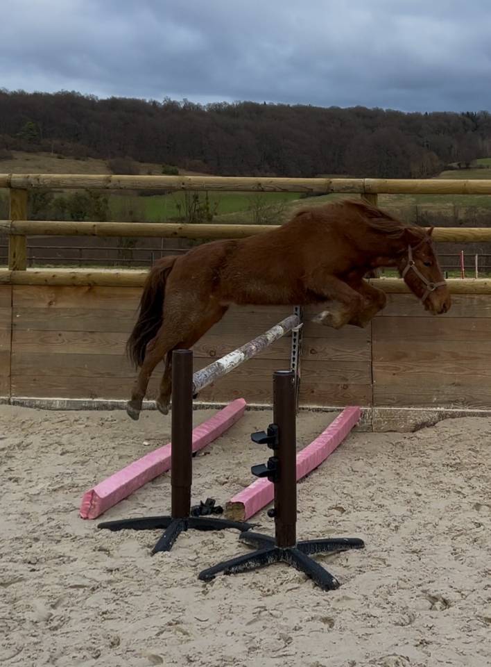 PONEY B - 1m27 - 5 ans - D&eacute;bourr&eacute;