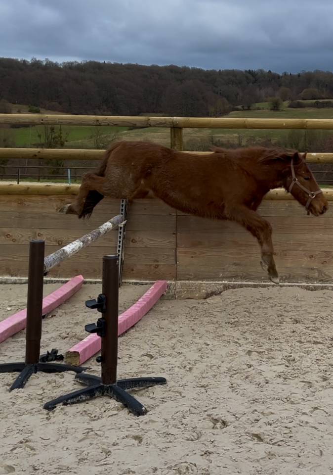 PONEY B - 1m27 - 5 ans - D&eacute;bourr&eacute;