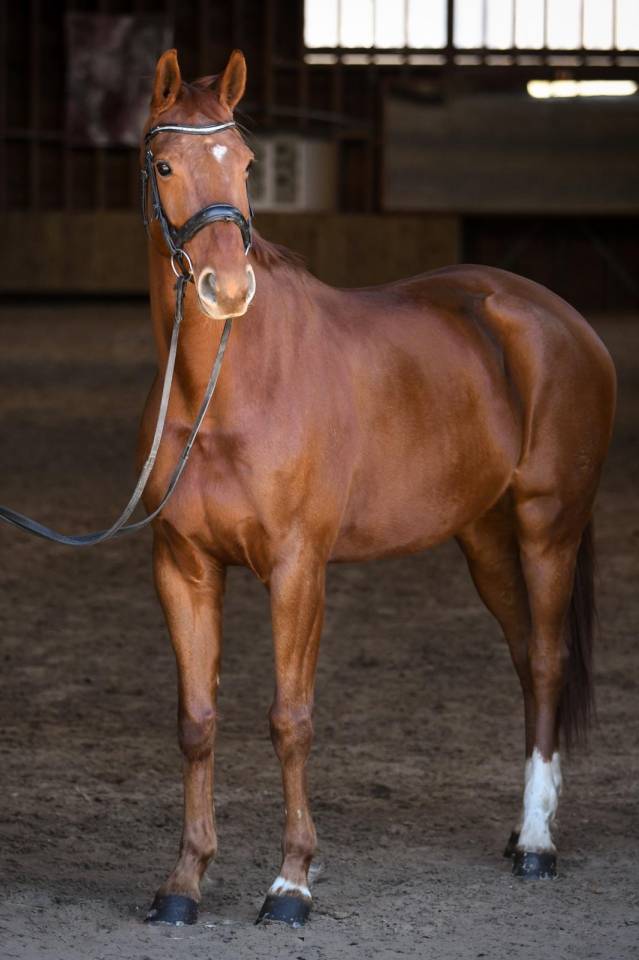 Vends &eacute;l&eacute;gant cheval Allemand 