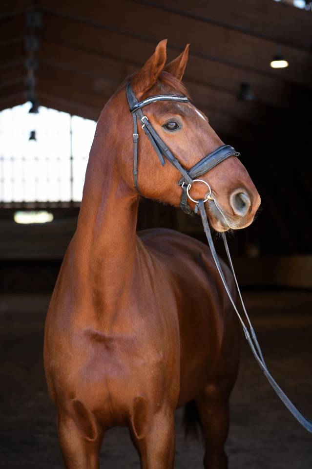 Vends &eacute;l&eacute;gant cheval Allemand 