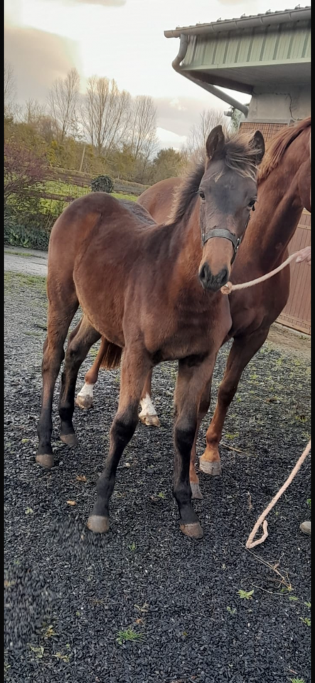 Pouliche chacco blue II