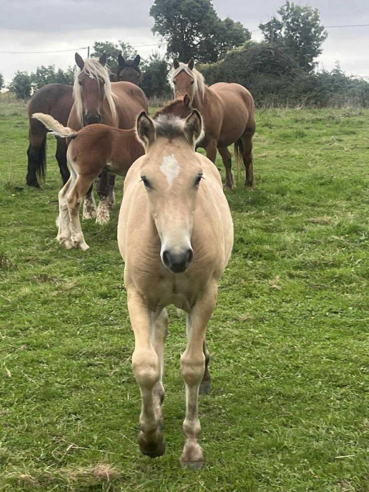 Pouliche welsh K isabelle