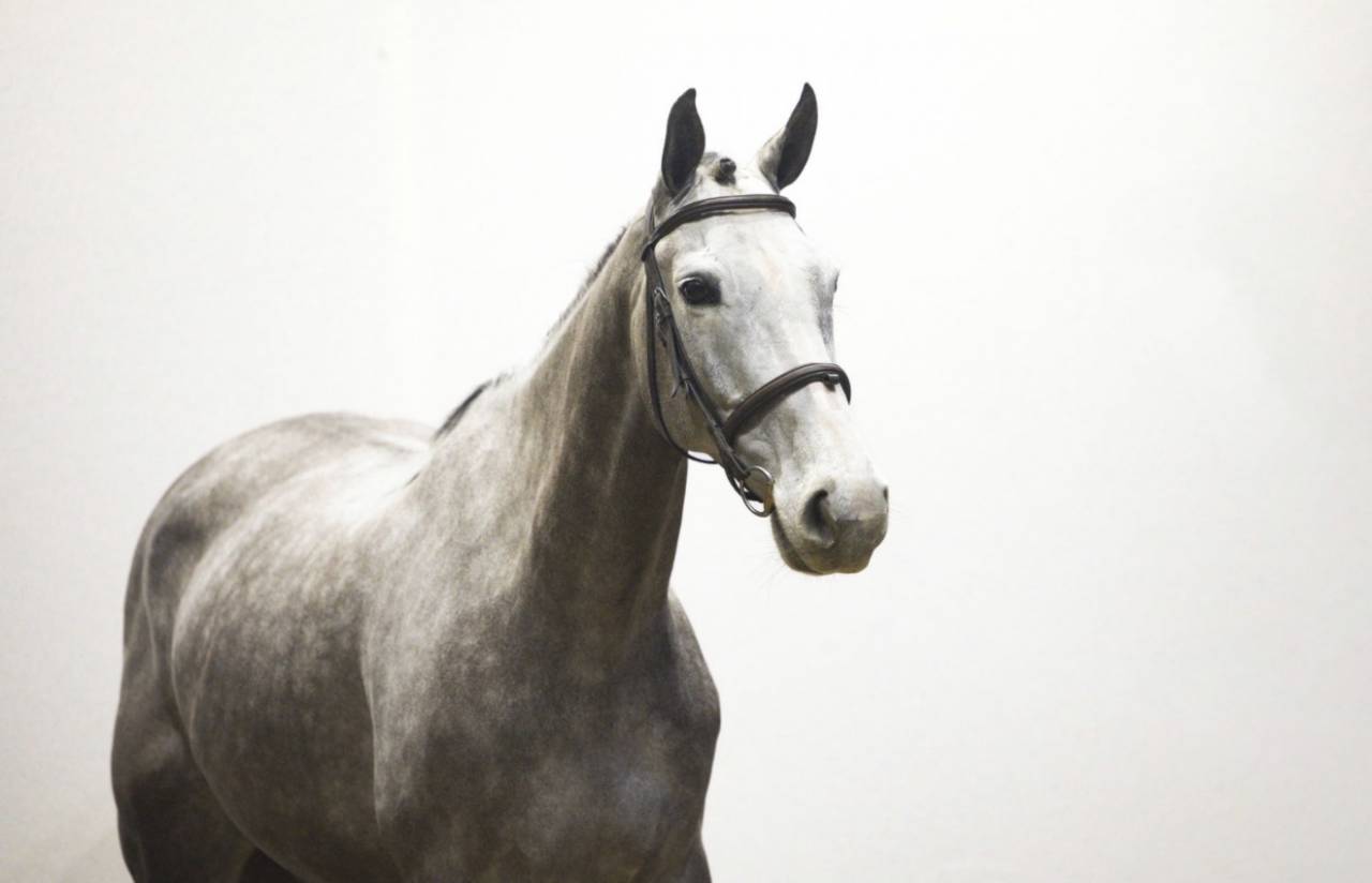 Jument amateur &eacute;lite 