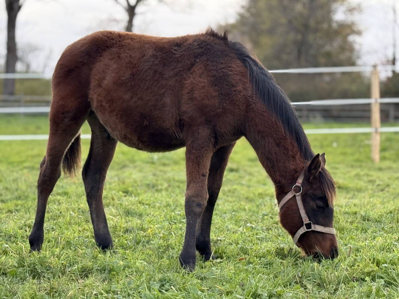 Poulain de 2025.  OC DSA