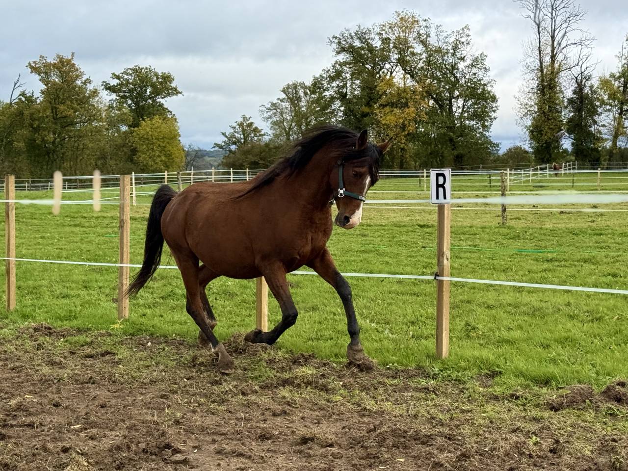 Poulain de 2025.  OC DSA