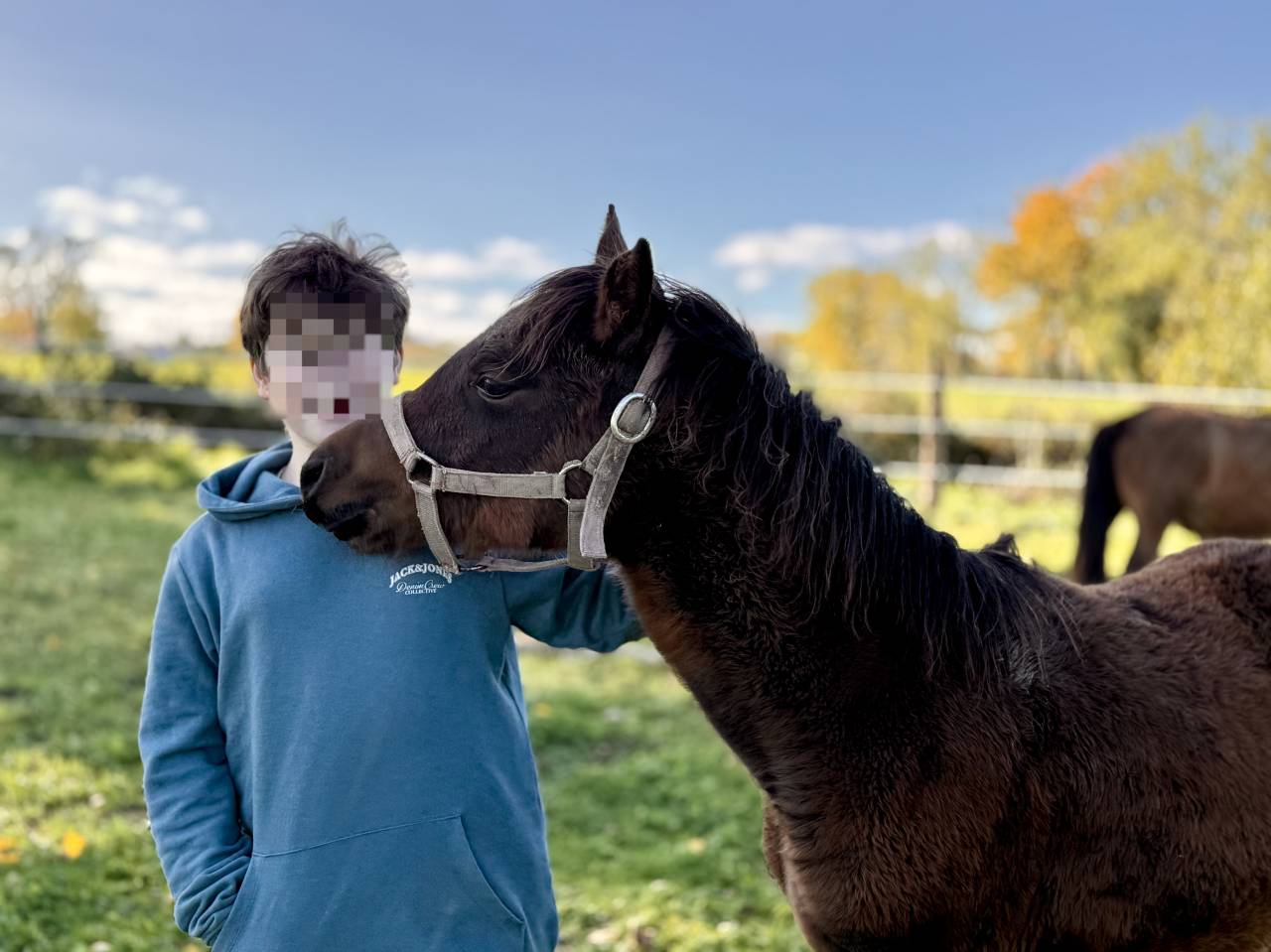 Poulain de 2025.  OC DSA