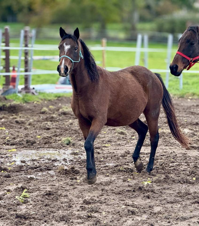 Poulain de 2025.  OC DSA