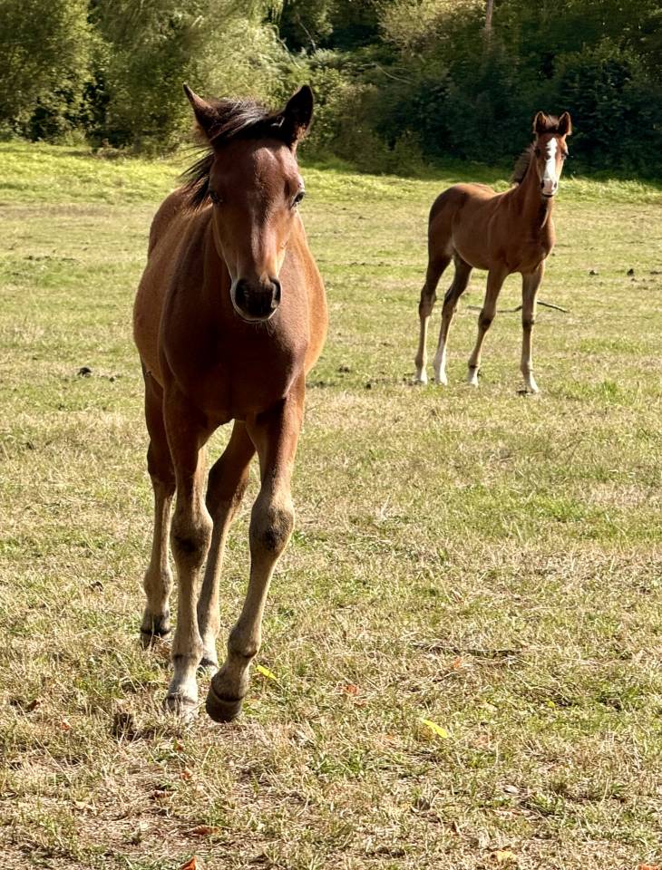 Poulain de 2025.  OC DSA