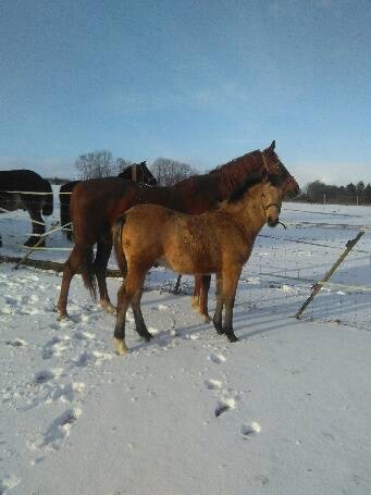 M&acirc;le 8 mois PFS