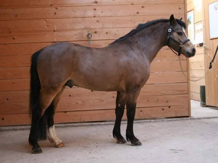 M&acirc;le 8 mois PFS