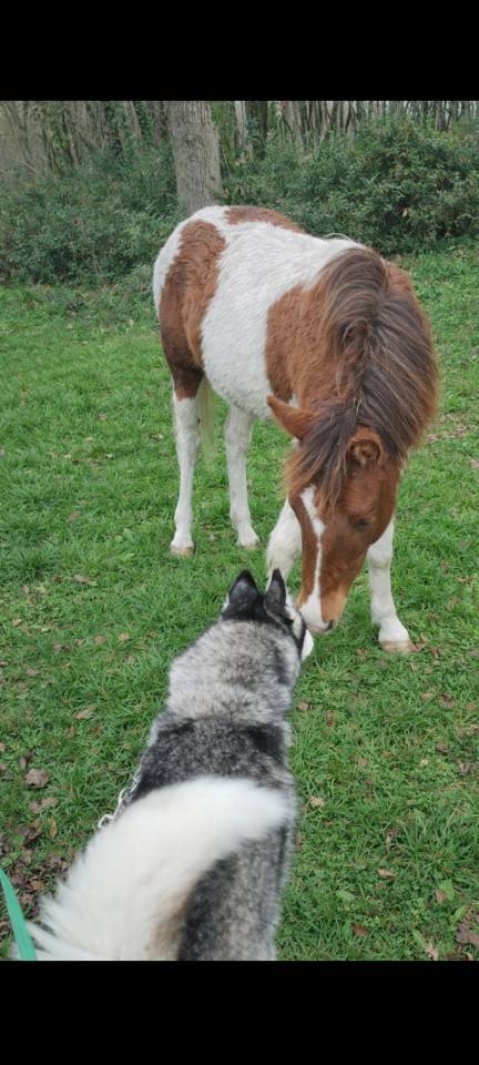 Pouliche ponette PFS 1 an