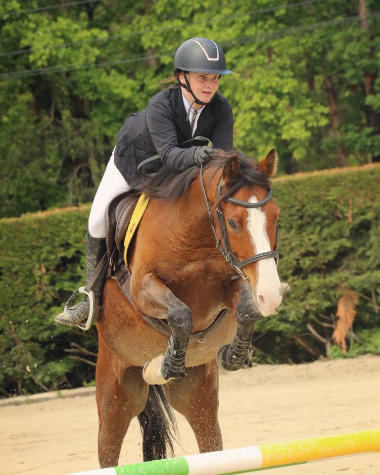 Hongre Shagya Polyvalent