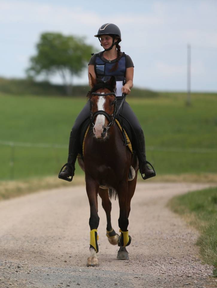 Hongre Shagya Polyvalent