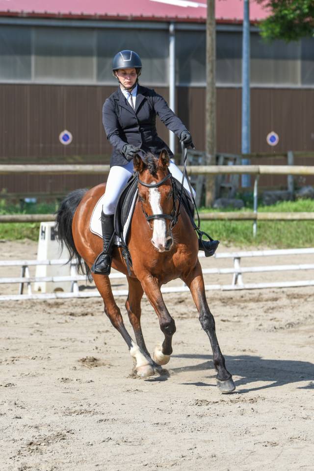 Hongre Shagya Polyvalent