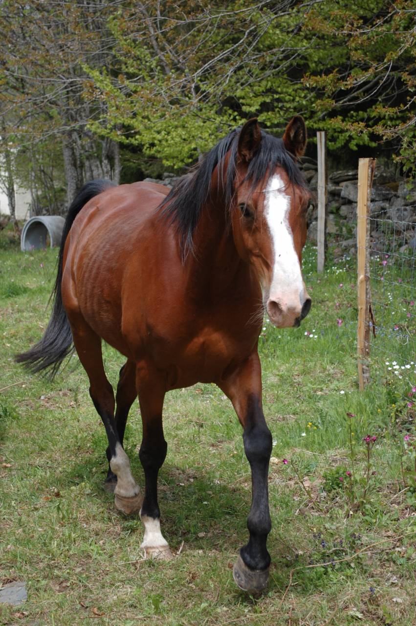 Hongre Shagya Polyvalent