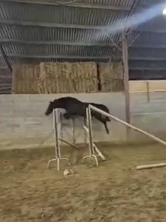 MAGNIFIQUE PETIT CHEVAL ANGLO ARABE 5 ANS TR&Egrave;S BIEN MIS