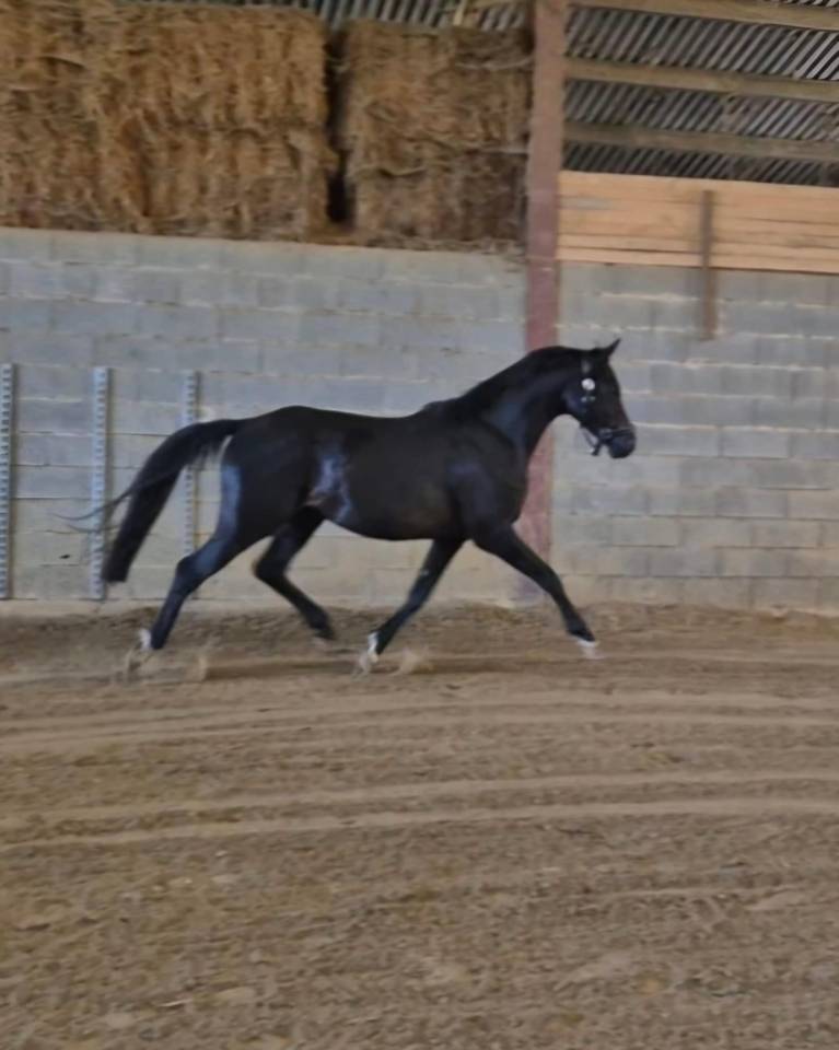 MAGNIFIQUE PETIT CHEVAL ANGLO ARABE 5 ANS TR&Egrave;S BIEN MIS