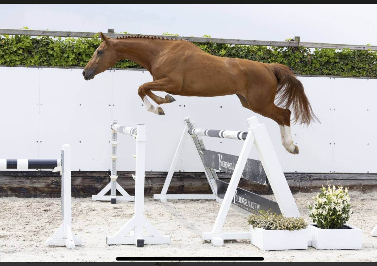 Jument d&rsquo;avenir 5 ans