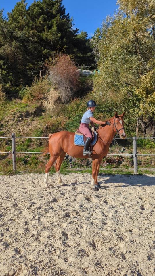 Jument d&rsquo;avenir 5 ans