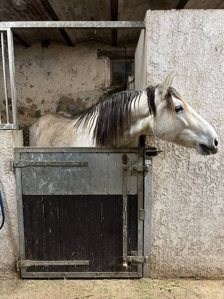 palefrenier independante Seine et Marne 77150 