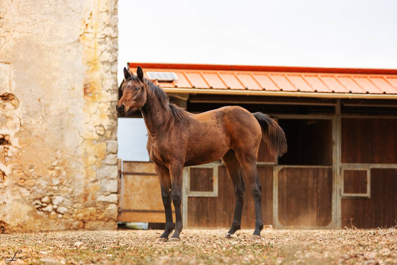 Pouliche n&eacute;gus de Talma 